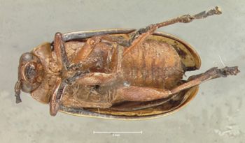 Media type: image;   Entomology 29048 Aspect: habitus ventral view